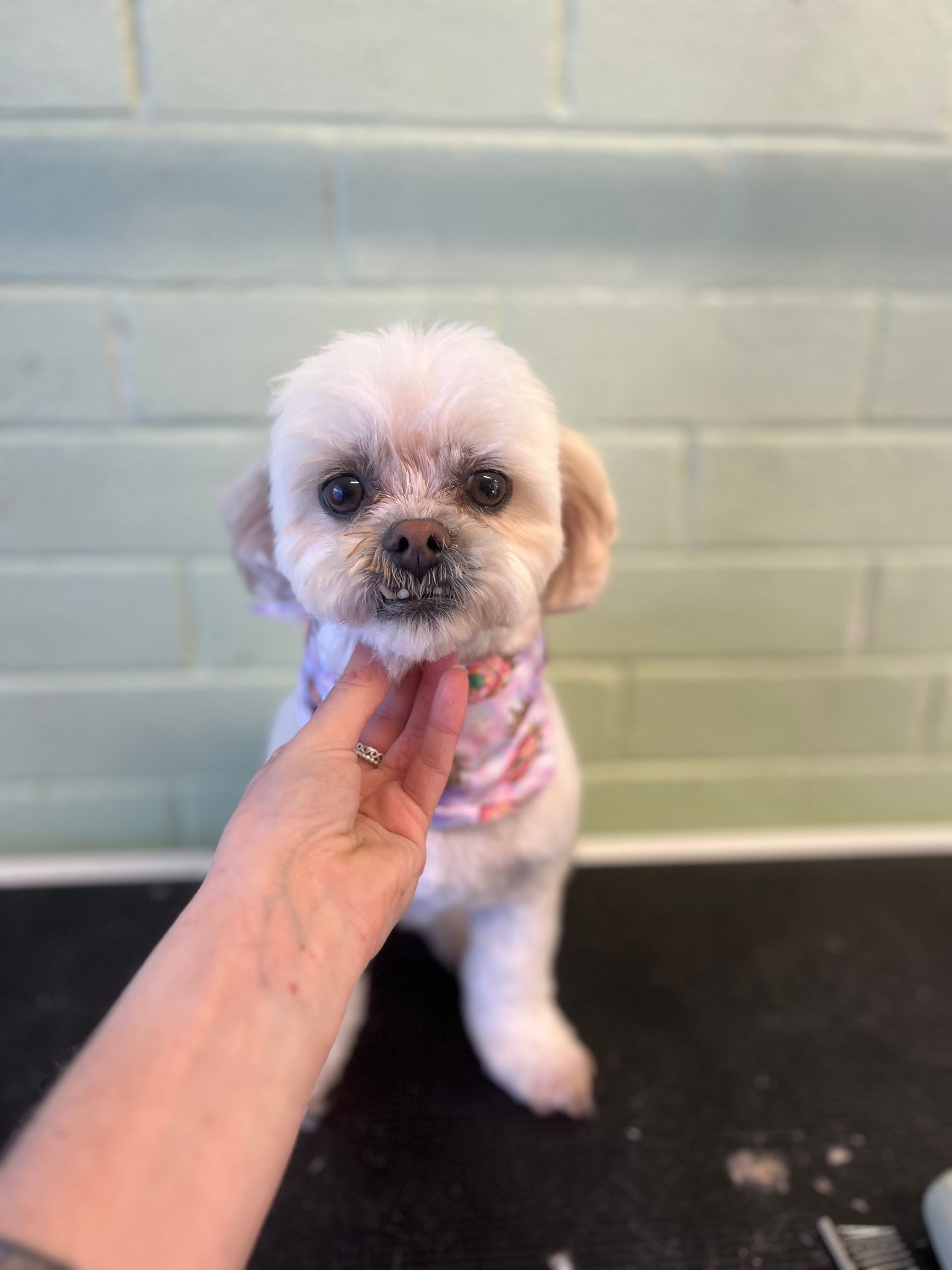 White Shih Tzu dog with short fur, wearing a bandana. Being held by a hand; green brick wall background.