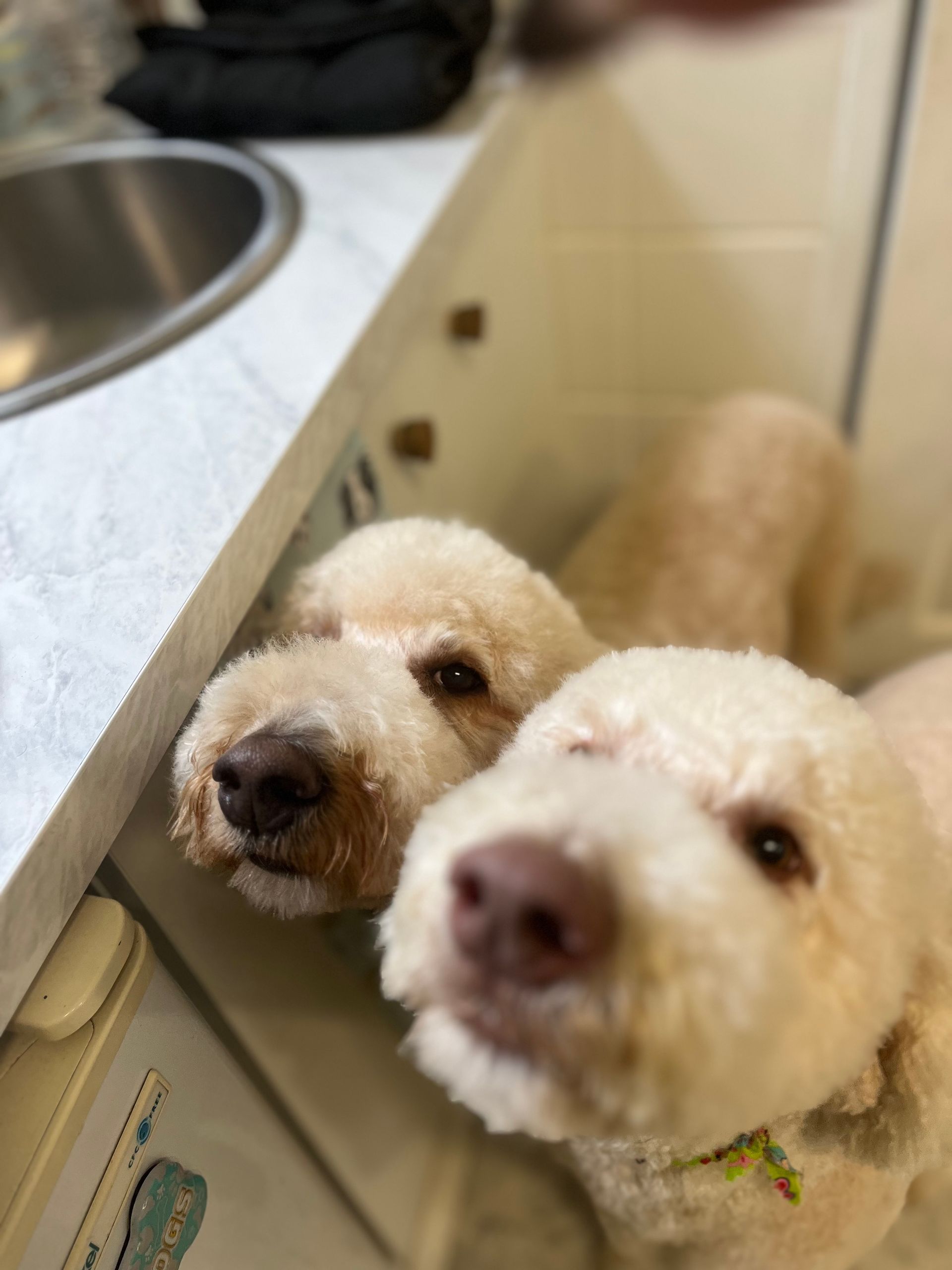 Two fluffy white dogs peeking from a low countertop, brown noses, looking at the camera.