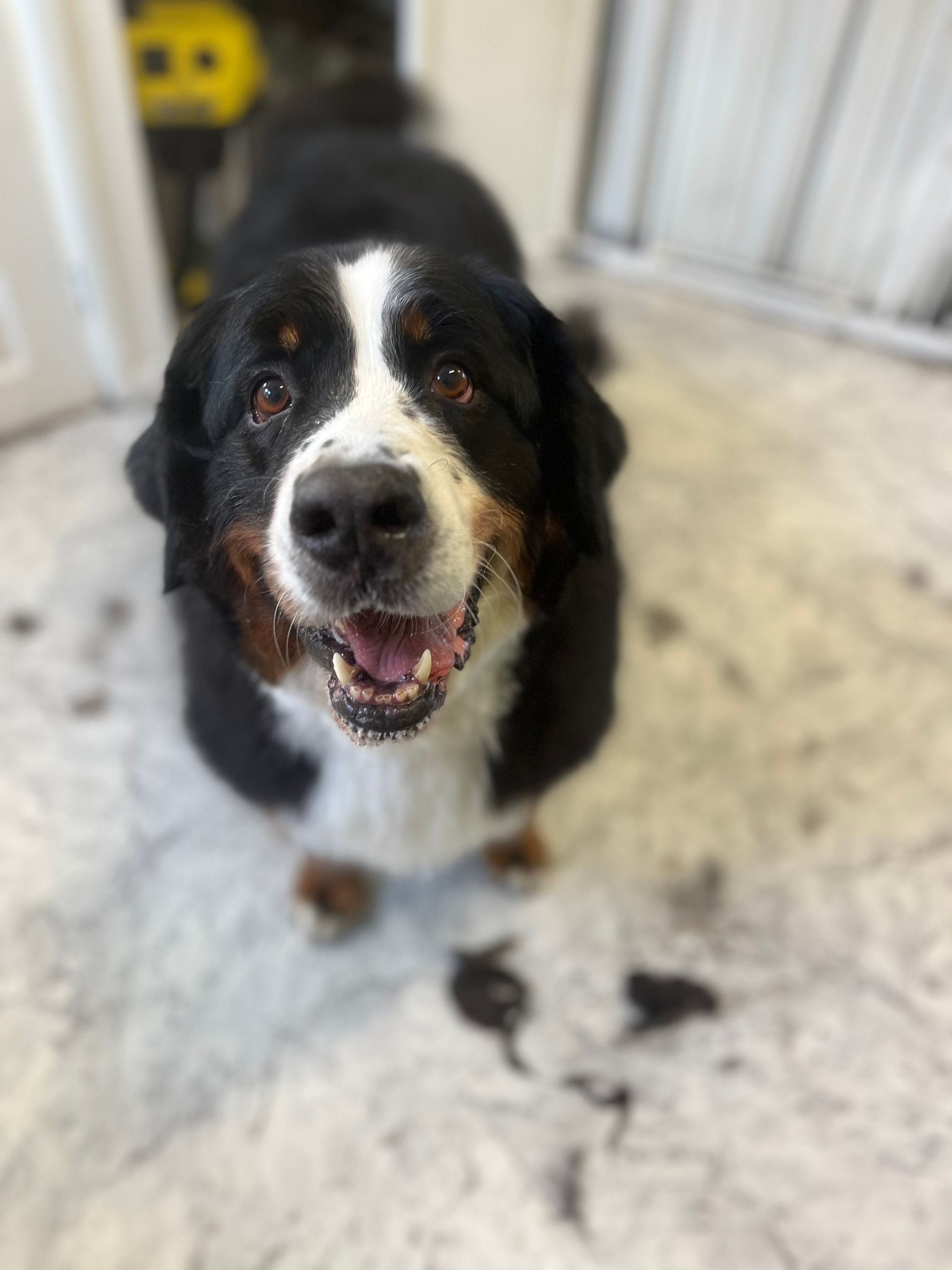 Tri-color Bernese Mountain Dog, smiling, standing on a light-colored surface with fur tufts.