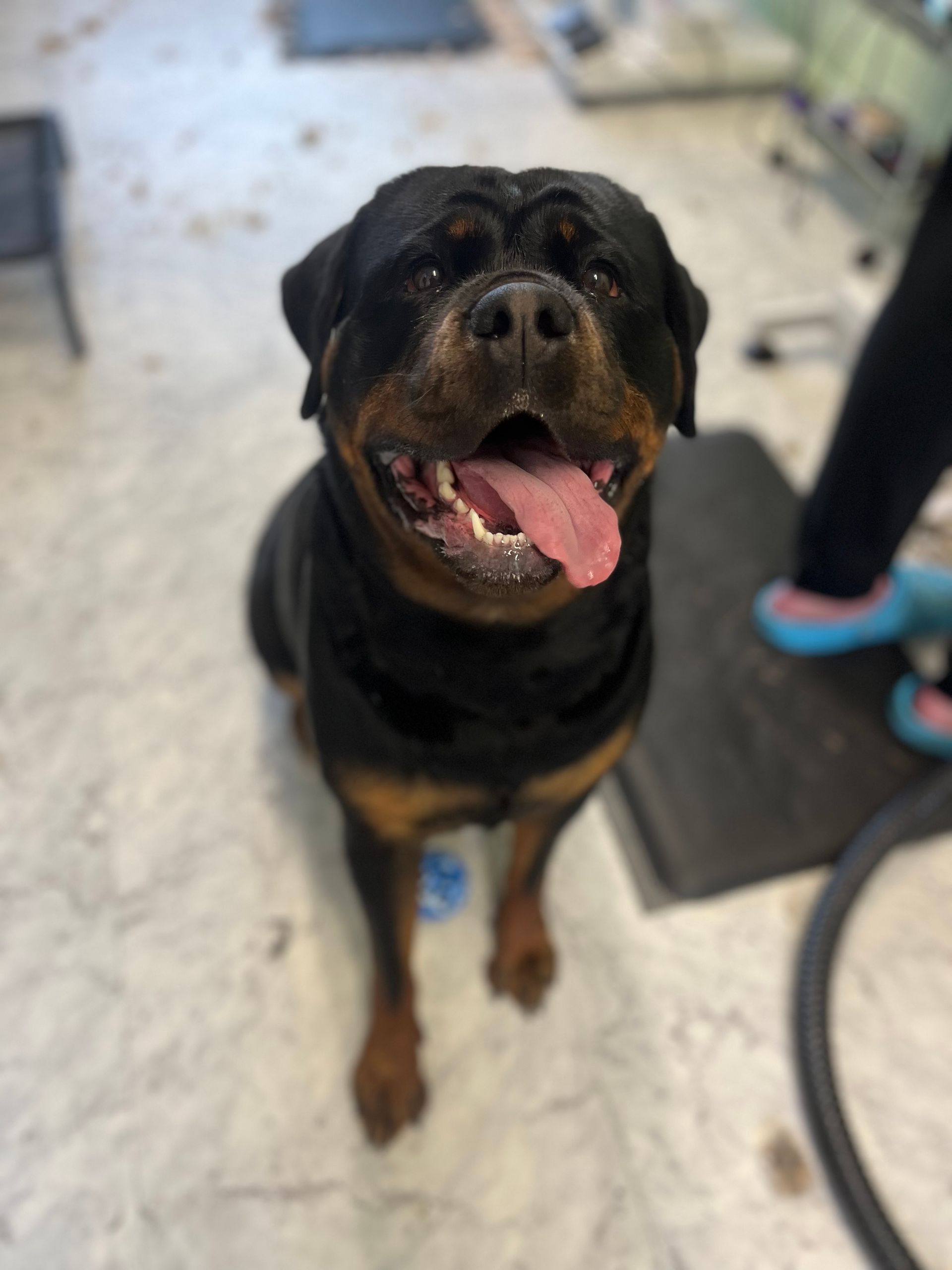 Smiling Rottweiler with tongue out, sitting on a light-colored floor, with someone's legs and shoes visible.