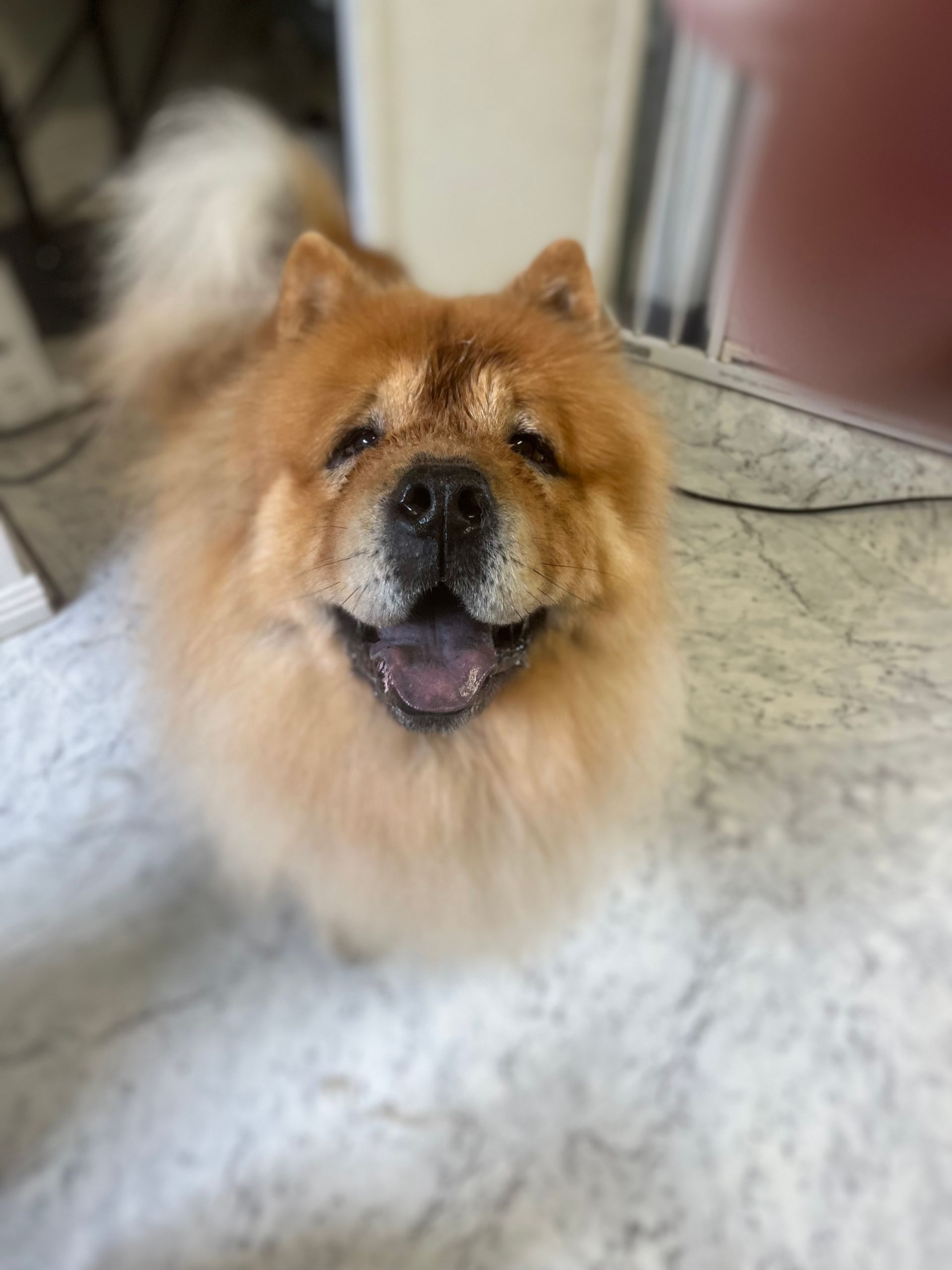 Fluffy brown Chow Chow dog with a happy expression, panting slightly, on a light-colored floor.