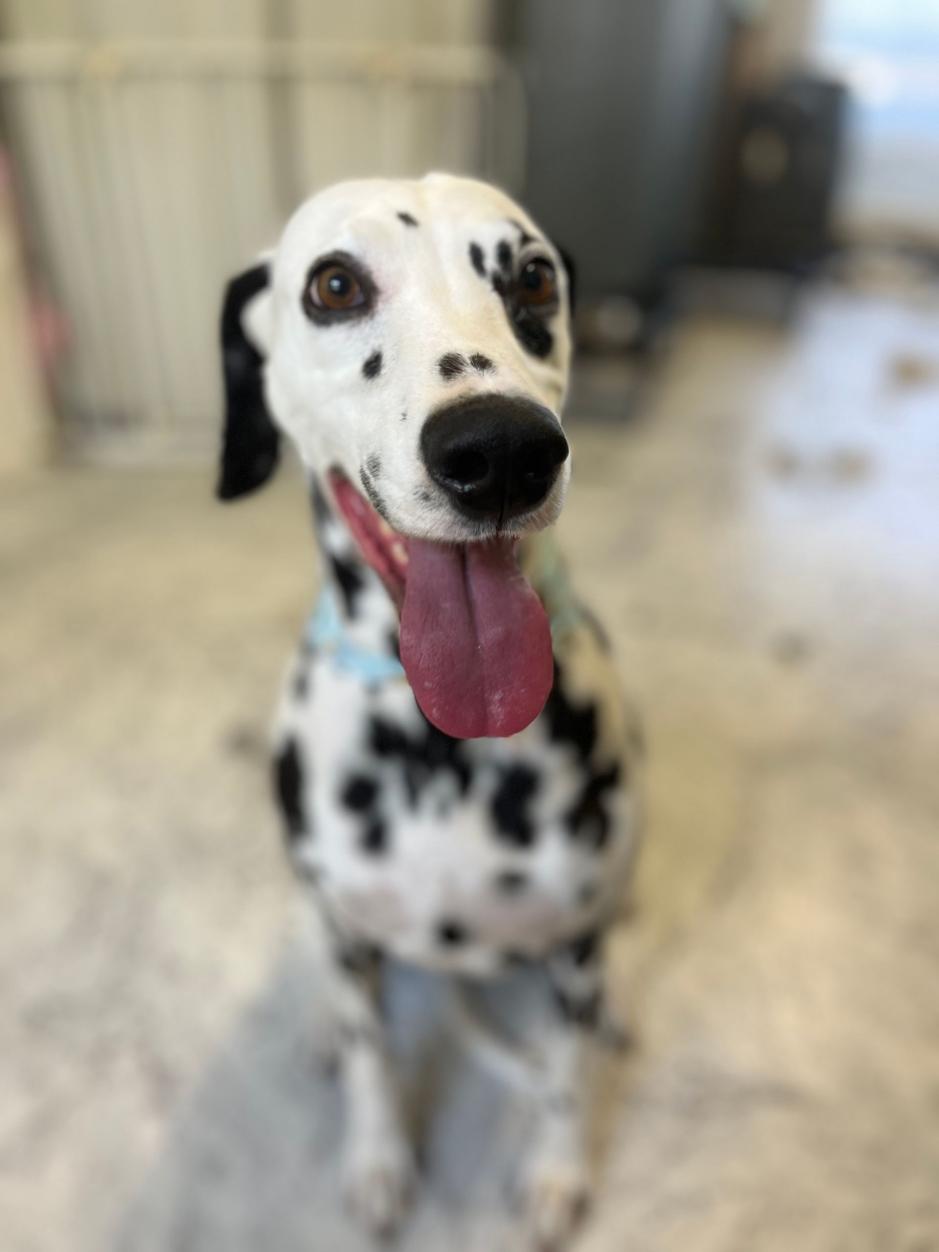 Dalmatian dog with black spots and tongue out, sitting and looking forward.