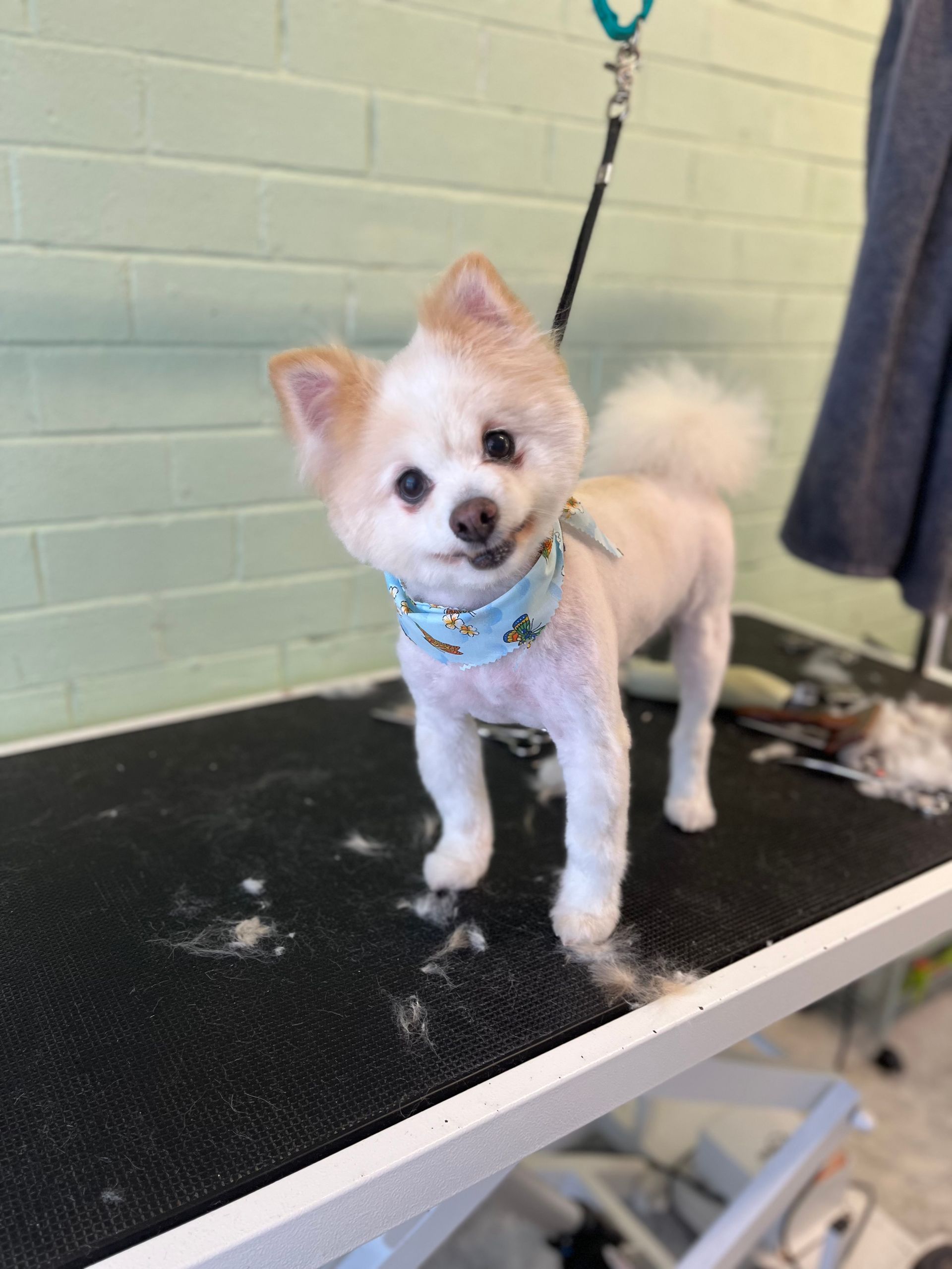 White and tan dog with a fresh haircut stands on a grooming table, wearing a blue bandana, smiling.