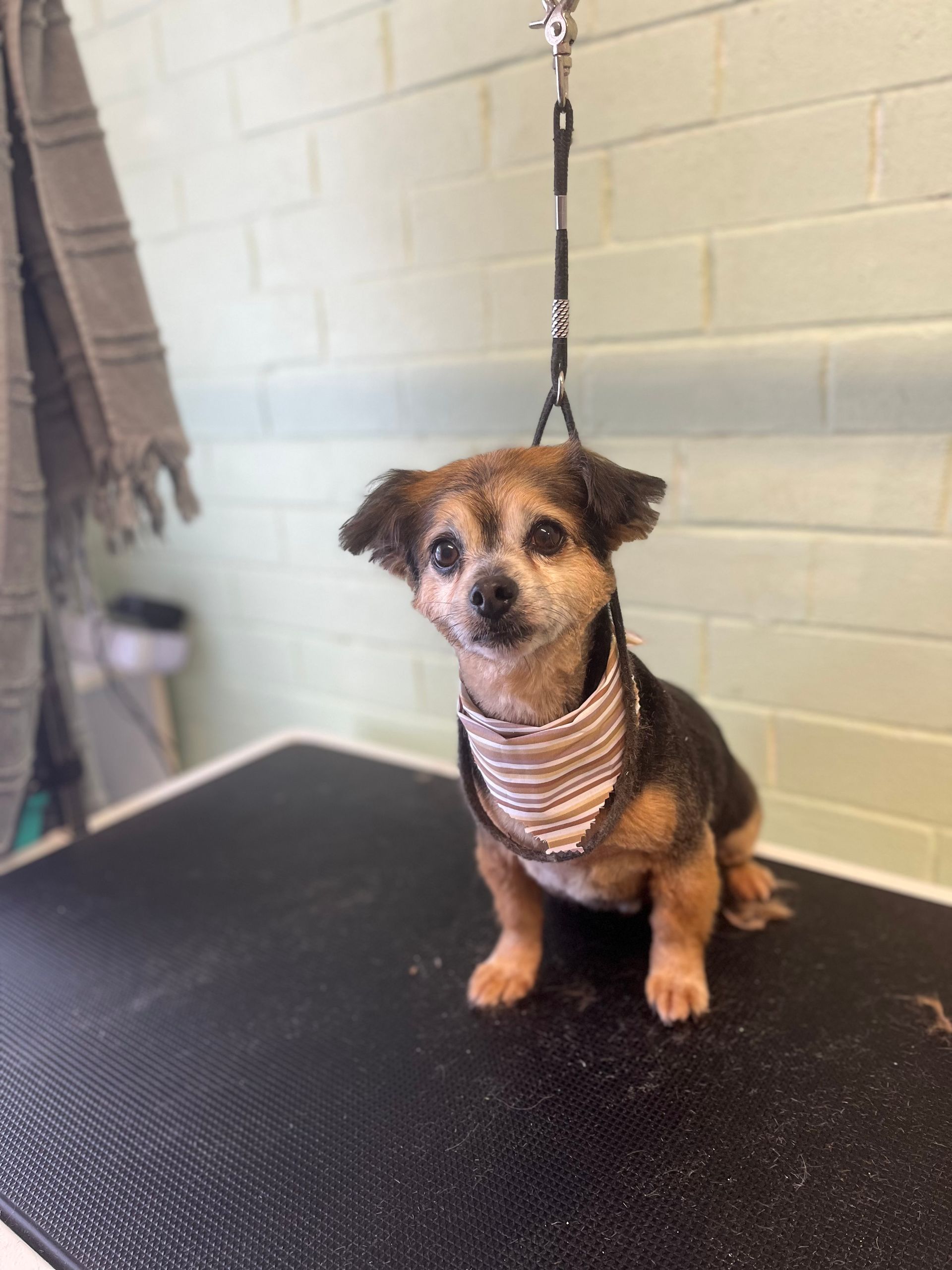 Small dog with a brown and black coat and bandana, sitting on a grooming table.