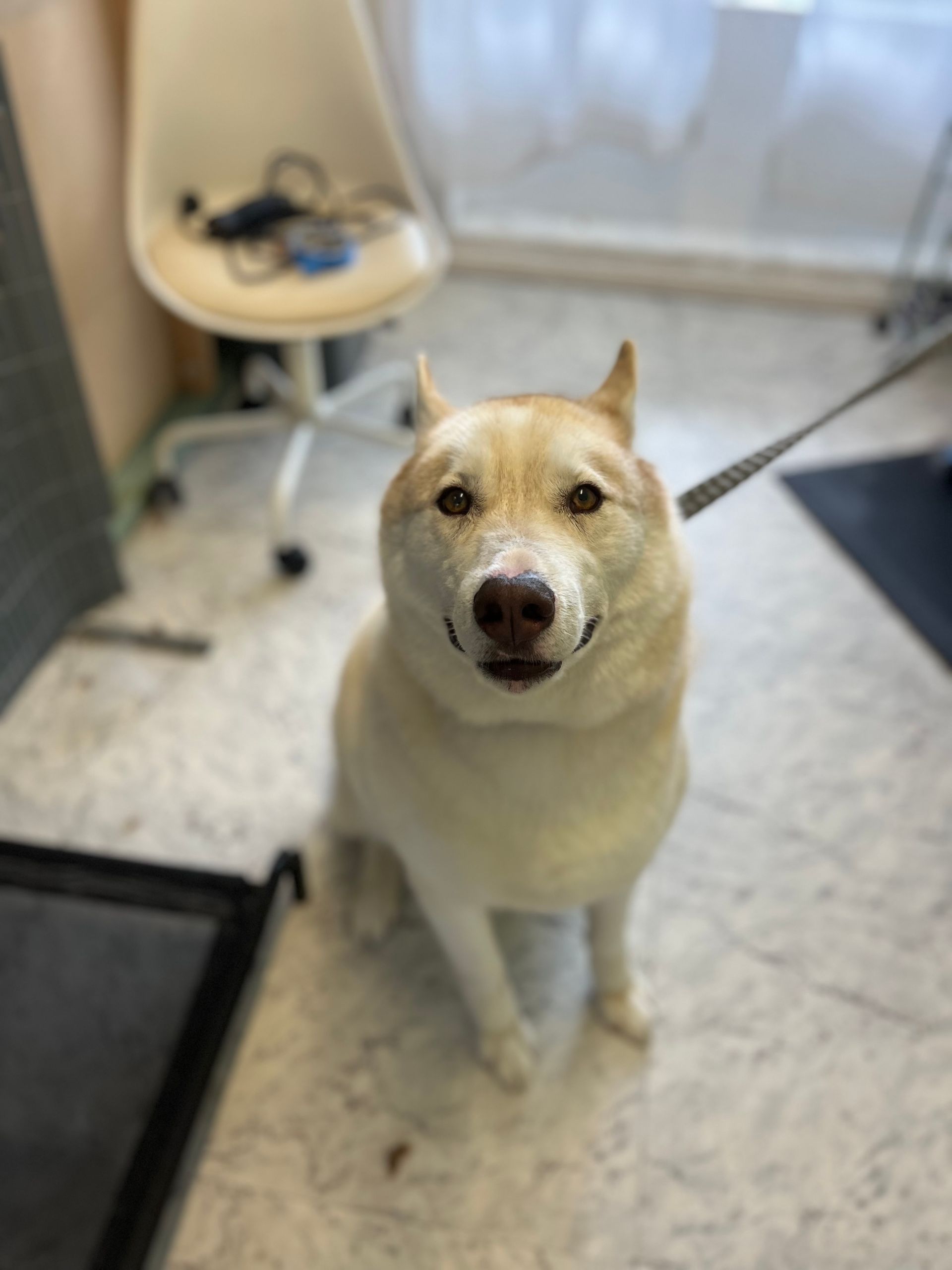 Cream-colored dog with a happy expression sits on a light-colored floor, attached to a leash.