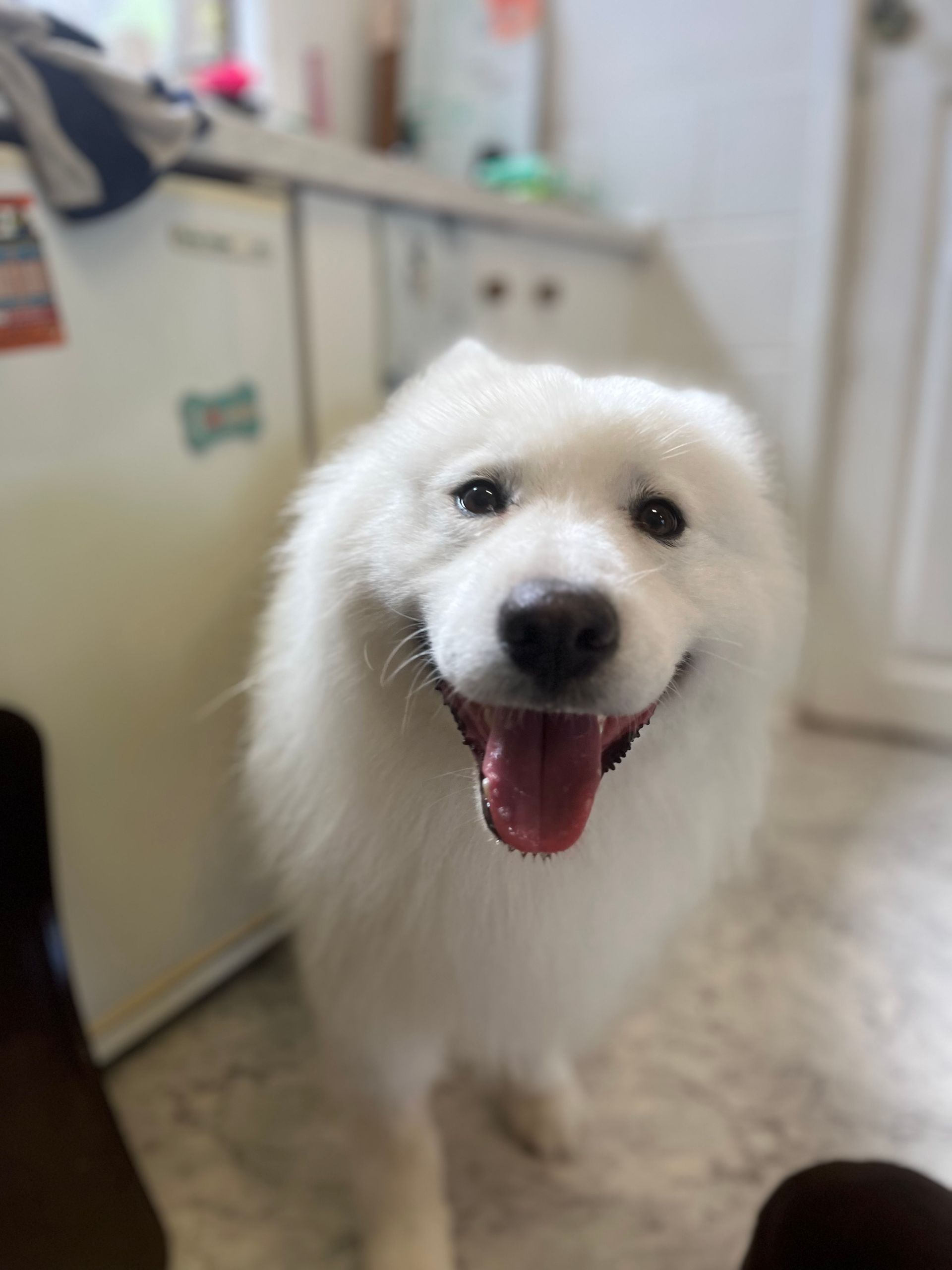 White Samoyed dog smiling with tongue out, indoors.