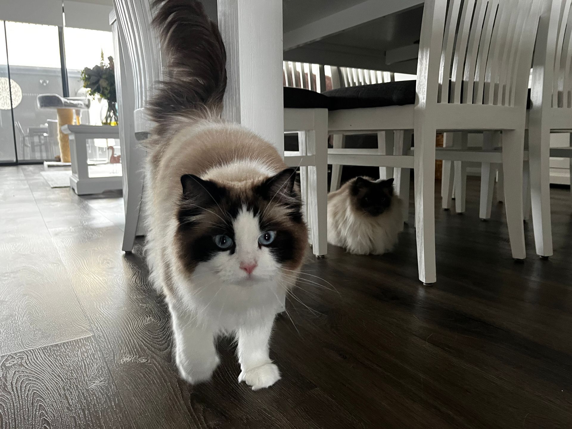 A fluffy, brown-and-white Ragdoll cat with blue eyes walks towards the camera. Another cat sits in the background.