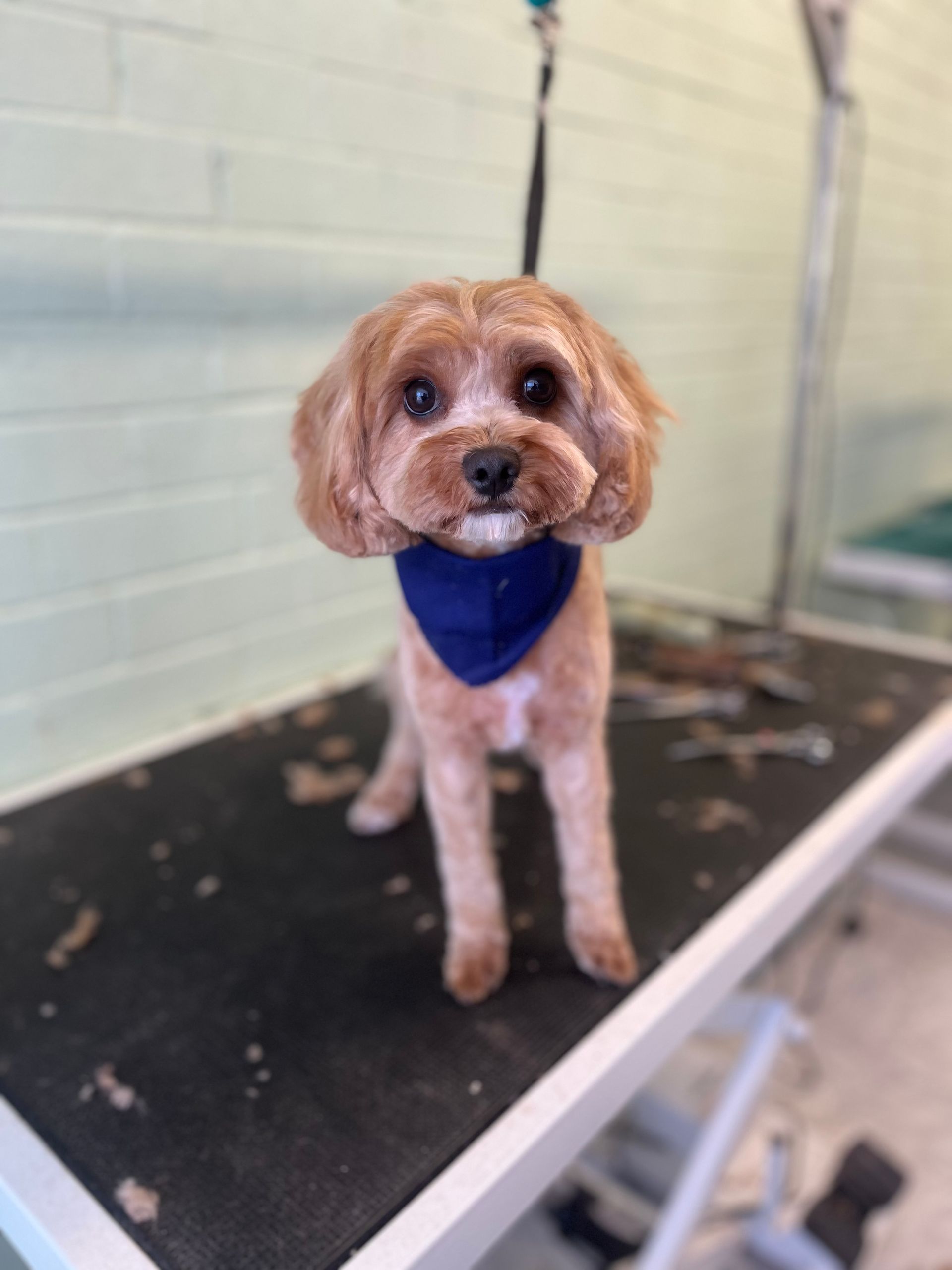 Tan-colored dog with a blue bandana, freshly groomed, standing on a grooming table.