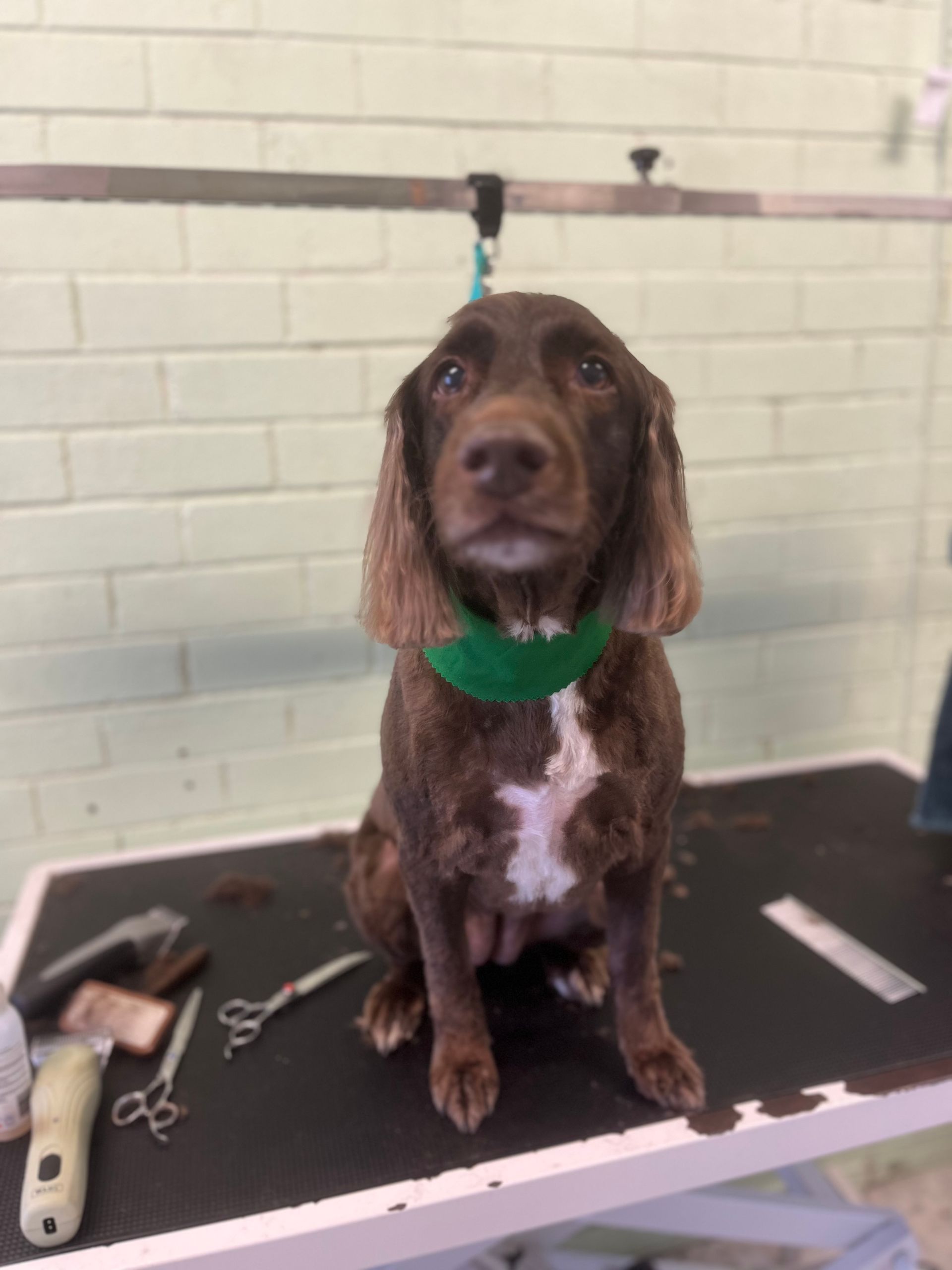 Brown Cocker Spaniel dog with a green collar, sitting on a grooming table.