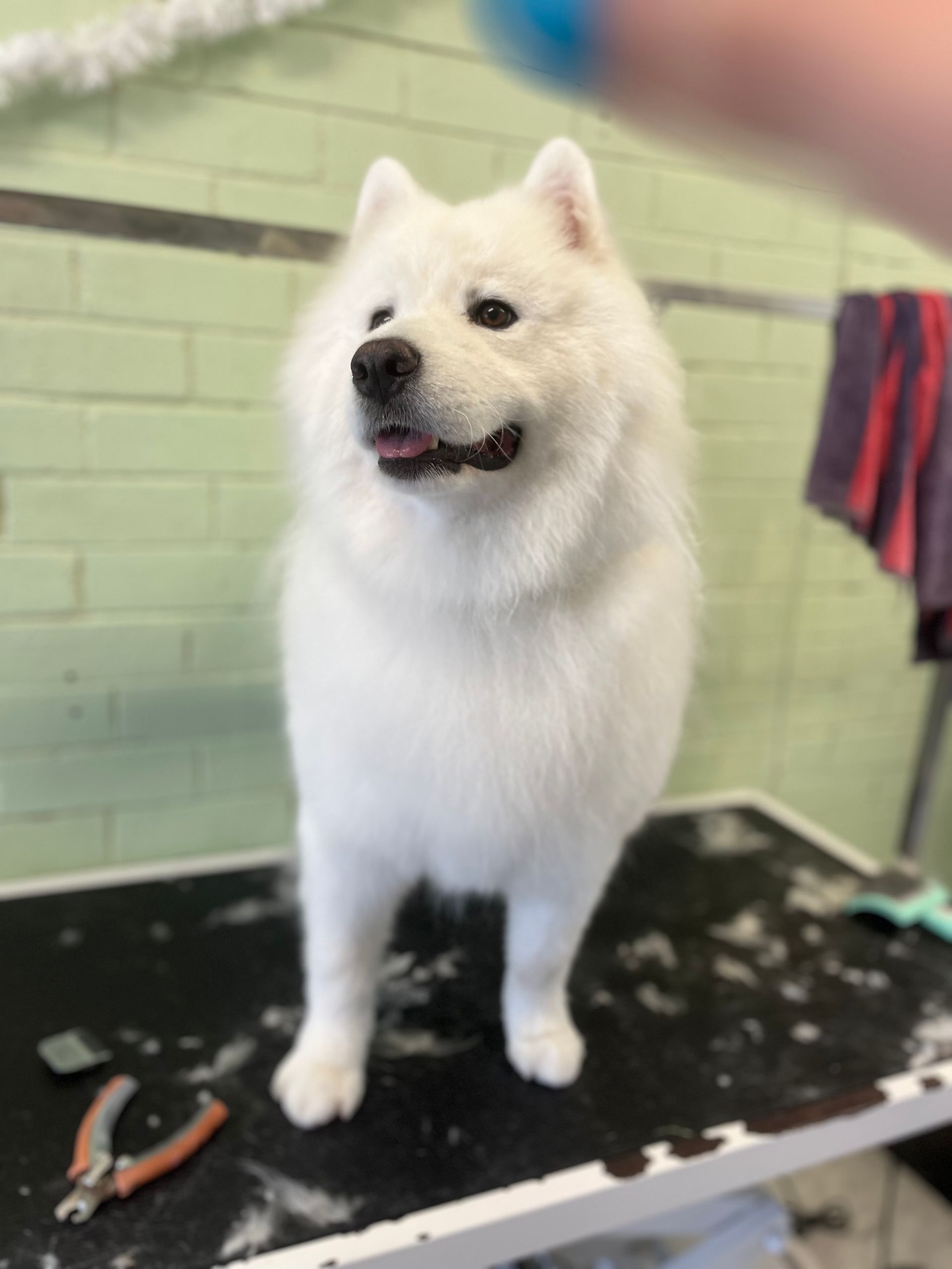 White Samoyed dog on grooming table, freshly groomed. Smiling, light green wall background.