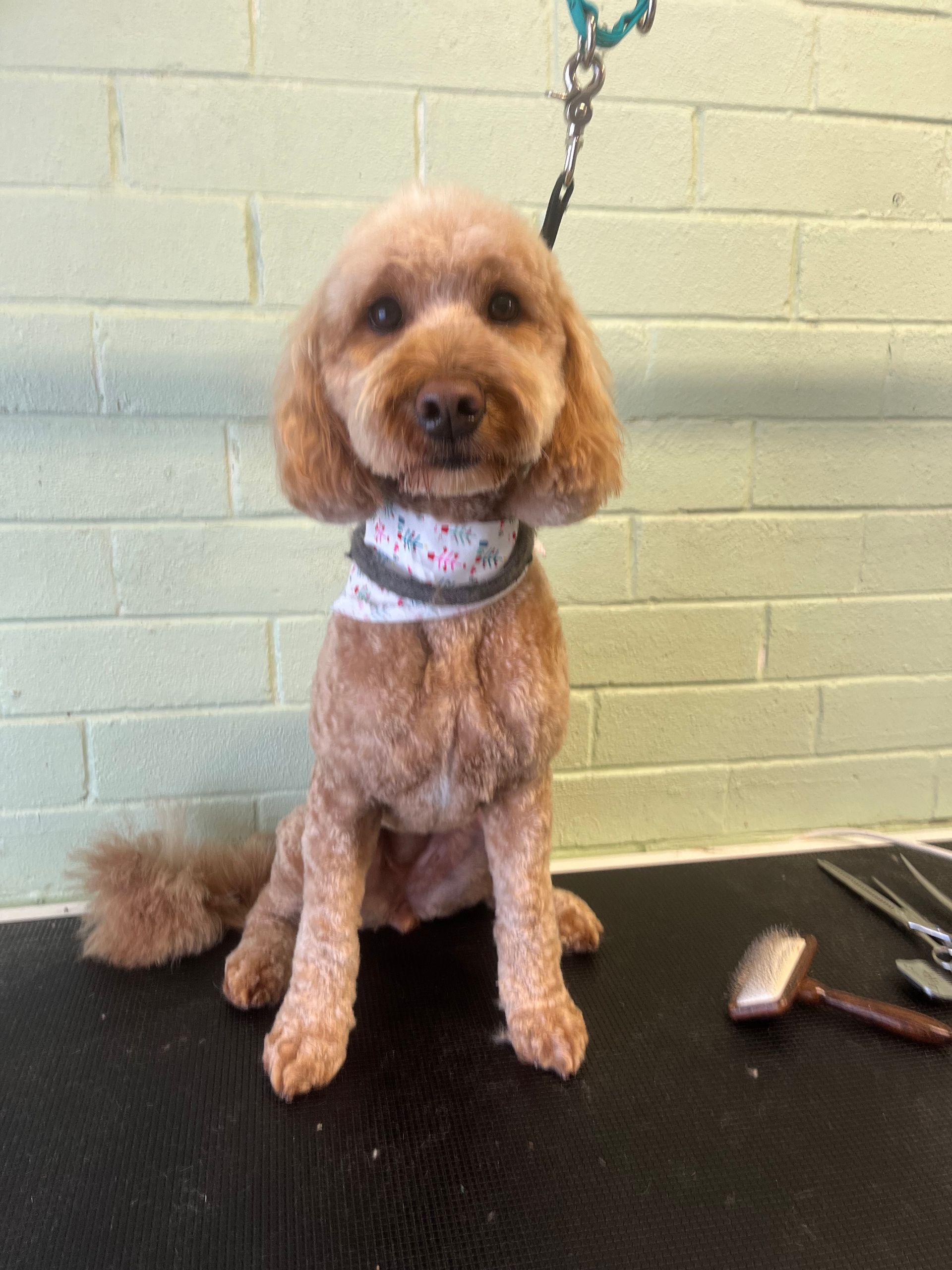 Brown poodle with a short haircut, wearing a bandana, sits on a grooming table.