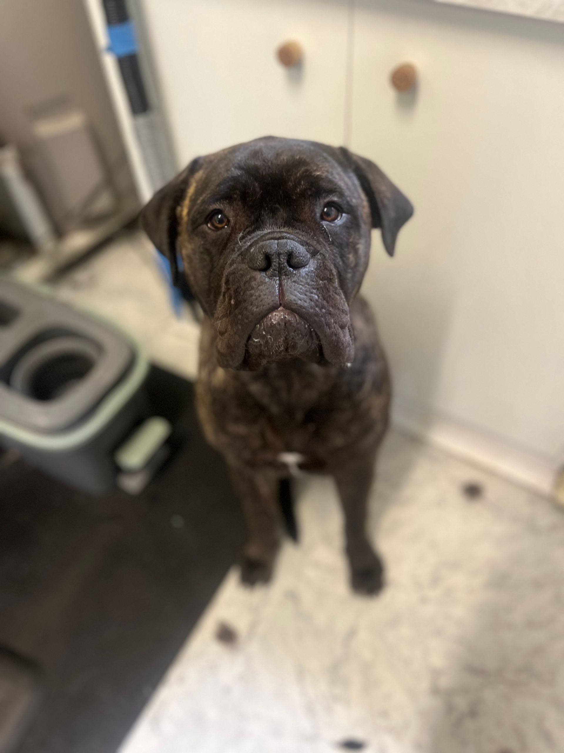 Brindle dog with a sad expression sits indoors, looking at the camera.