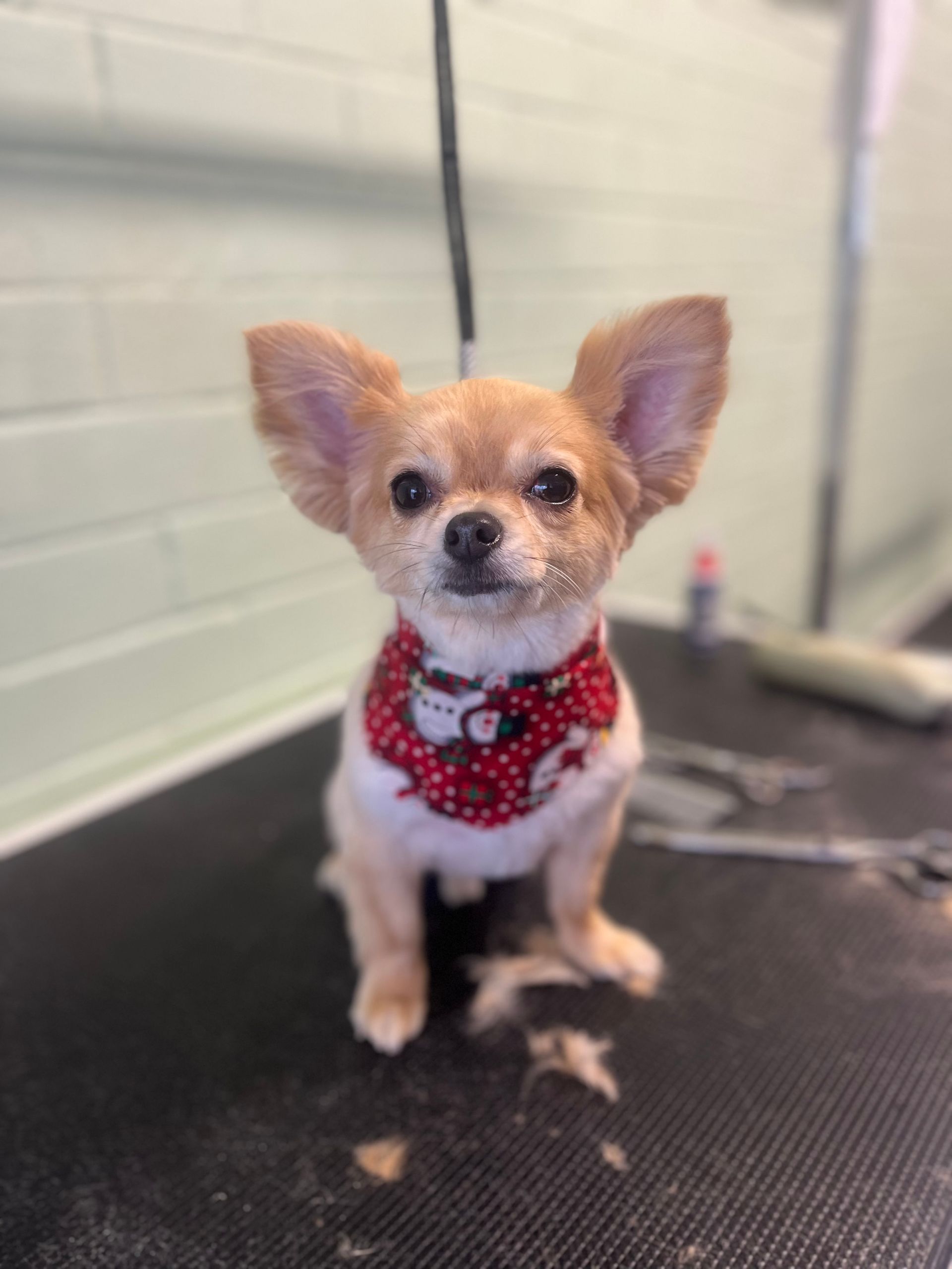 Chihuahua dog with large ears, wearing a red patterned bandana, sitting on a grooming table.