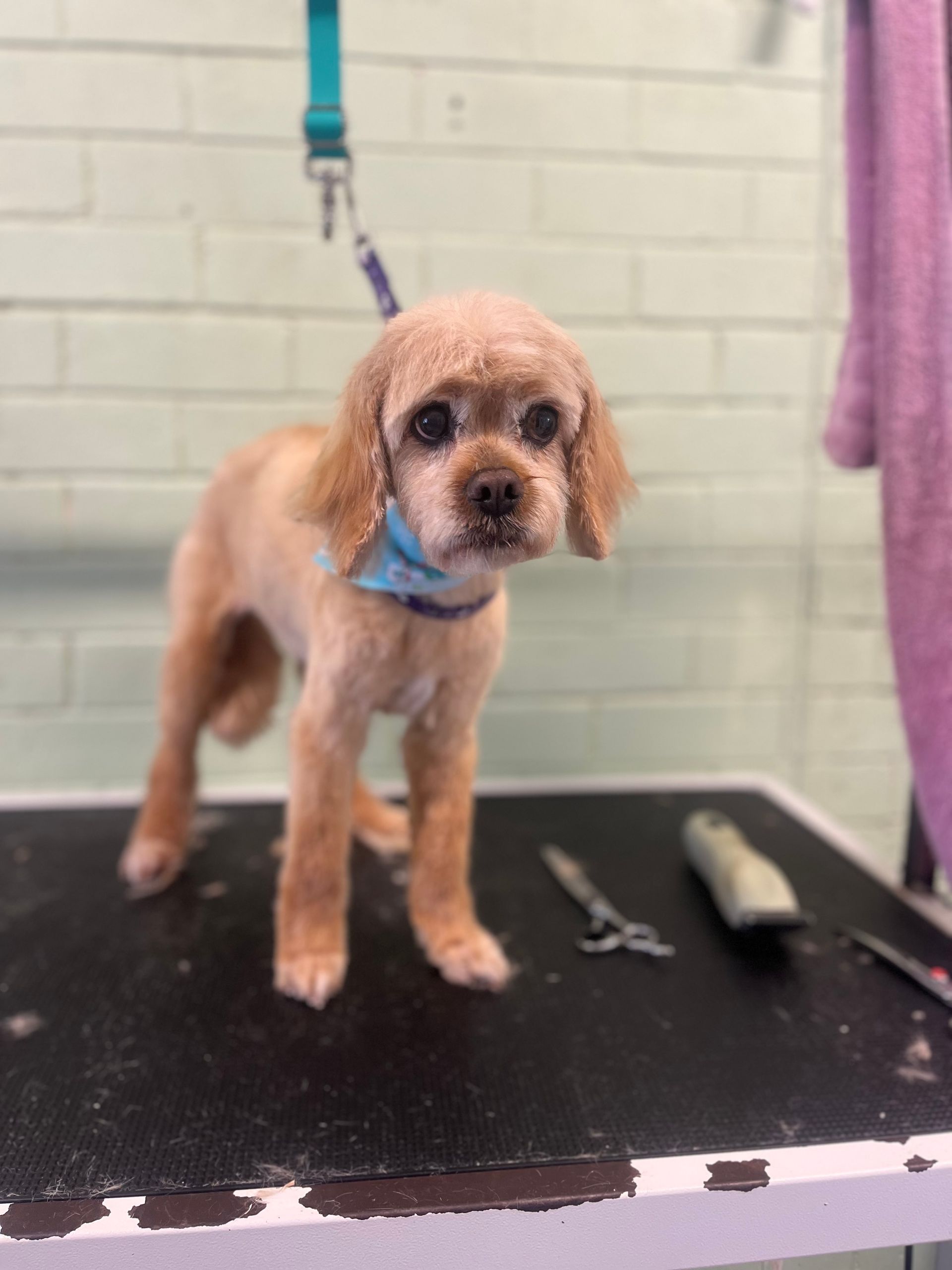 Tan dog with a fresh haircut and blue bandana stands on grooming table, looking forward.