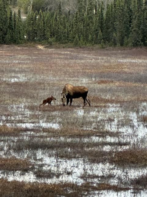 Moose and calf standing in a snowy marsh with evergreen trees in the background