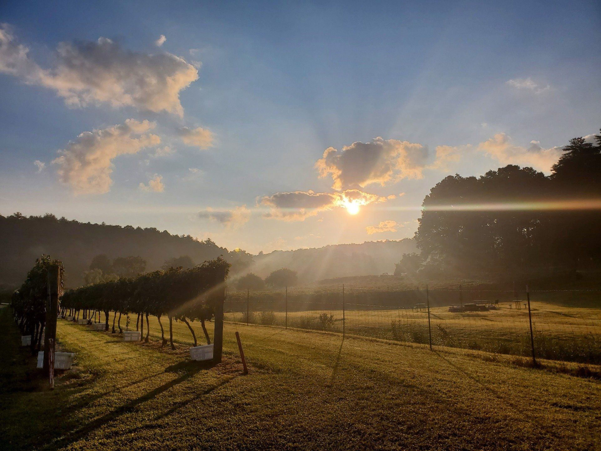 Stonewall Creek Vineyards in Tiger, Georgia