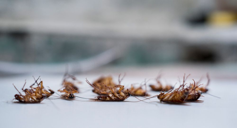 Dead Cockroaches On The Floor — Nambour Pest Control In Coes Creek, QLD