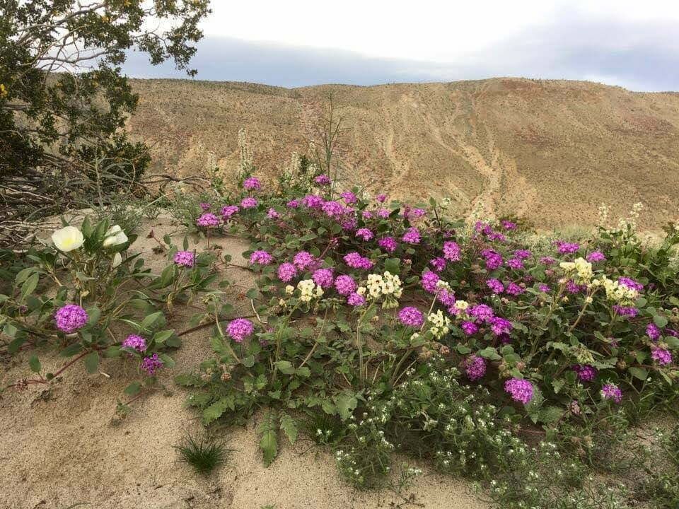Discovering the Beauty of Sand Verbena in Borrego Springs, California