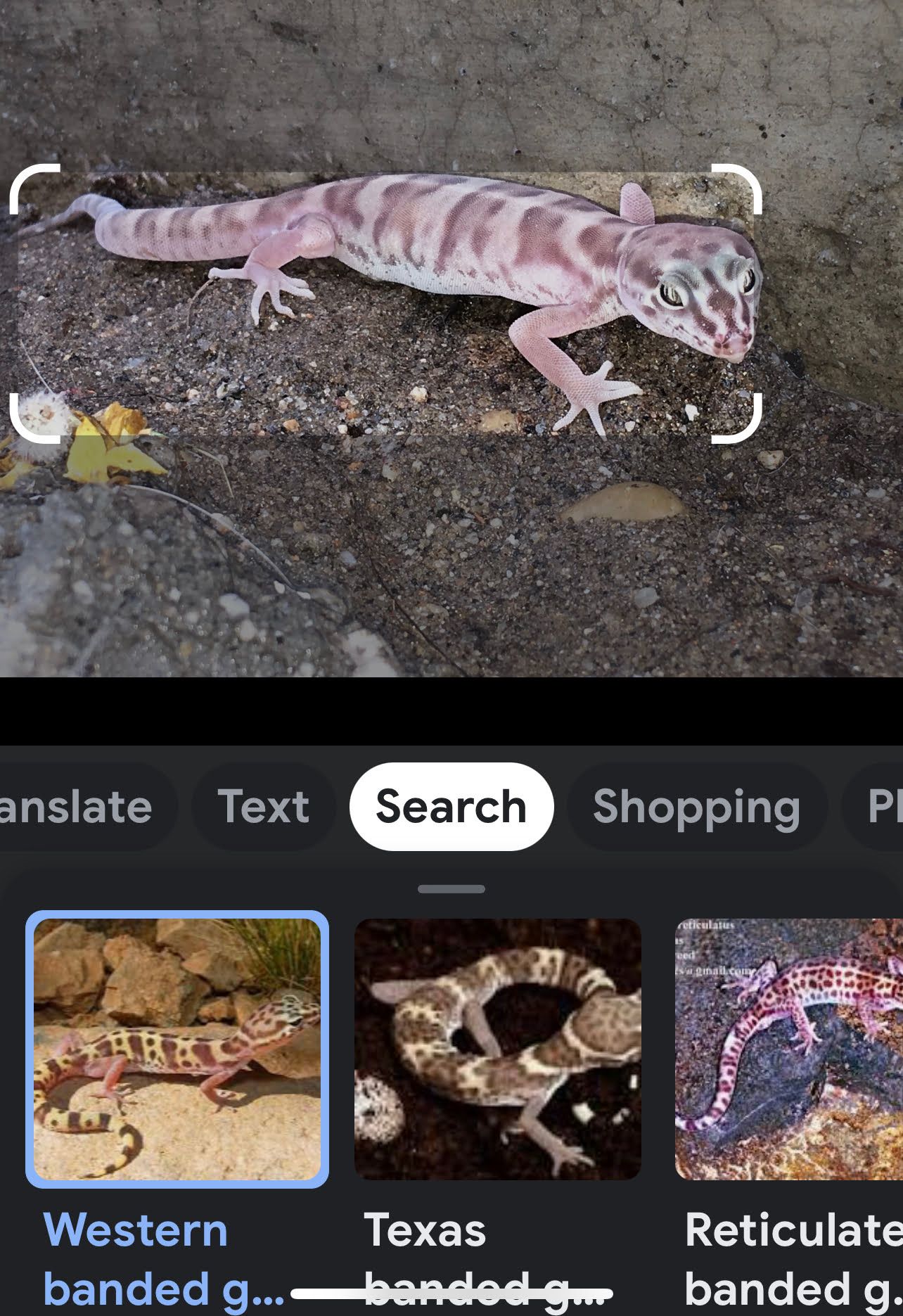Google Lens is an app that uses your smartphone's camera to provide information about the things you're looking at.