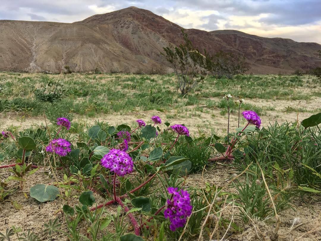 Discovering the Beauty of Sand Verbena in Borrego Springs, California