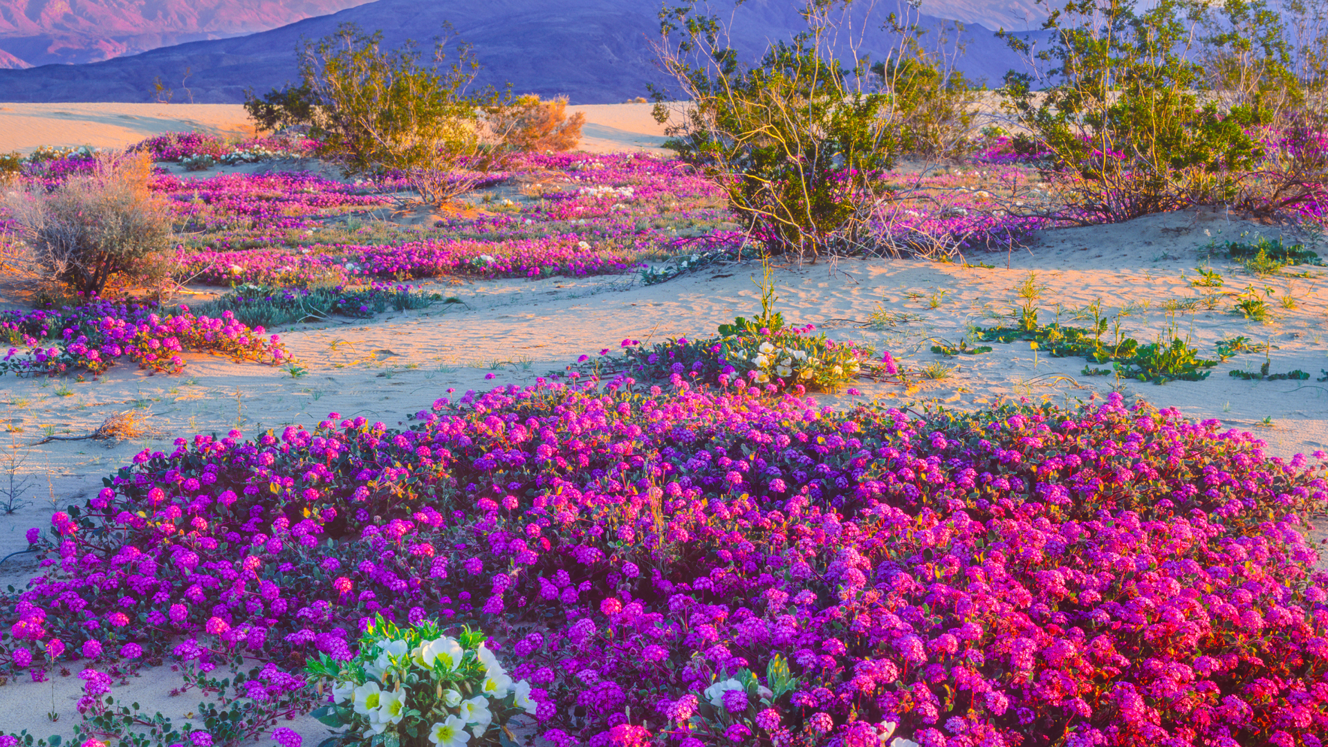 Anza Borrego Desert Wildflowers