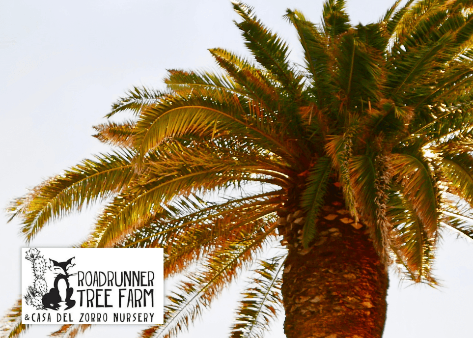 Buy Palm Trees in Borrego Springs