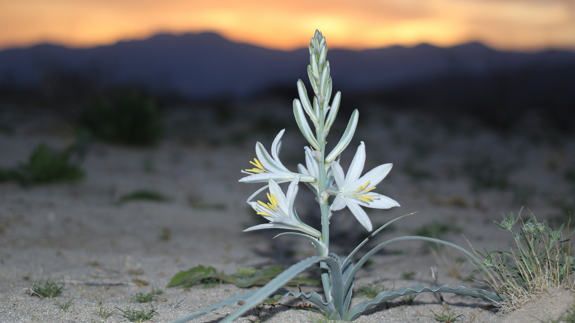 The Desert Lily, known scientifically as Hesperocallis undulata