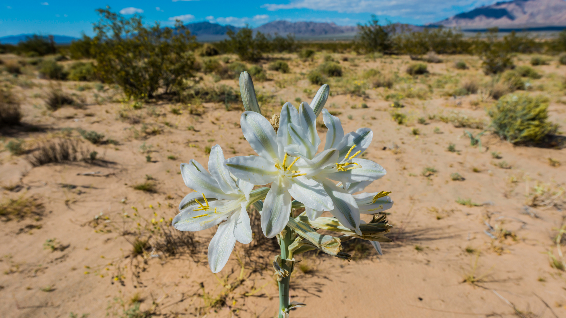 The Desert Lily, known scientifically as Hesperocallis undulata