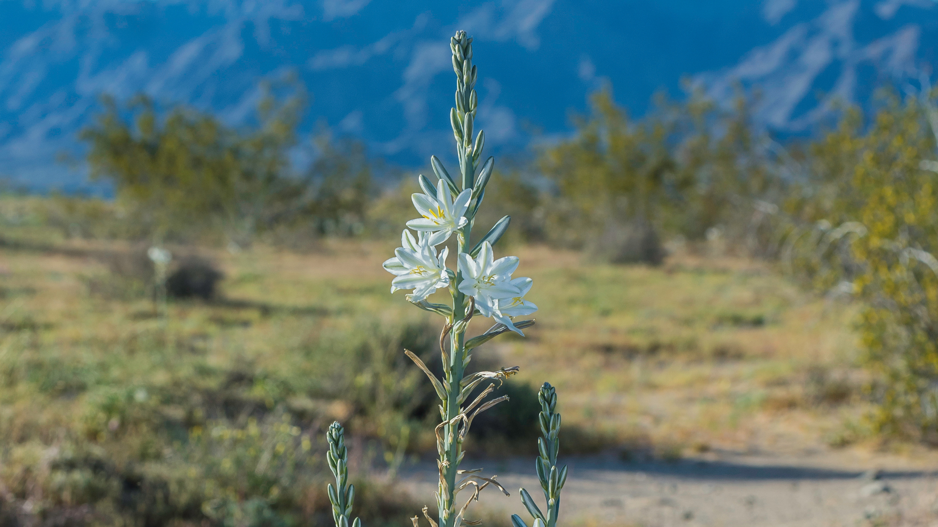 The Desert Lily, known scientifically as Hesperocallis undulata