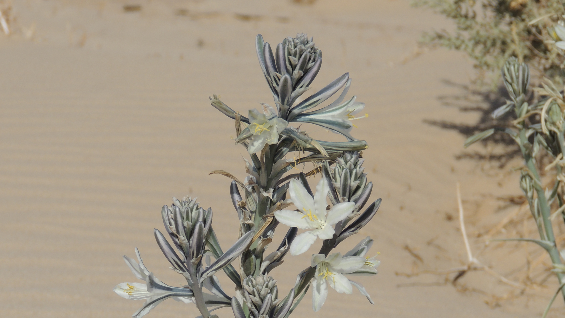 The Desert Lily, known scientifically as Hesperocallis undulata