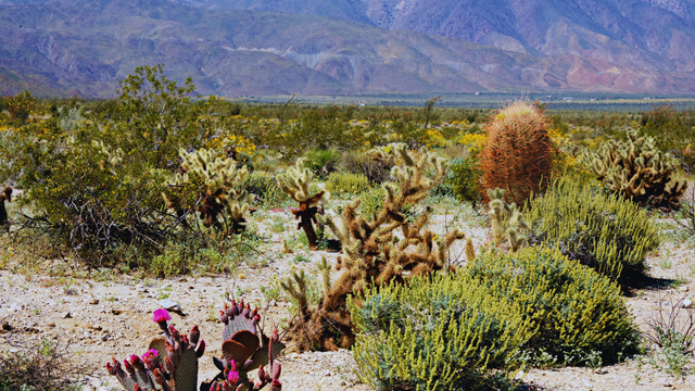 Discover Eco-Tourism in Borrego Springs