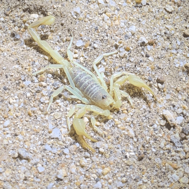 Finding Scorpions with Black Light in Borrego Springs