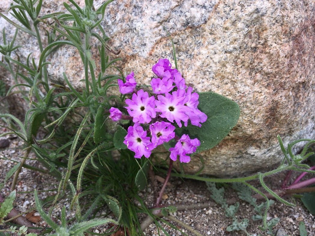 Discovering the Beauty of Sand Verbena in Borrego Springs, California