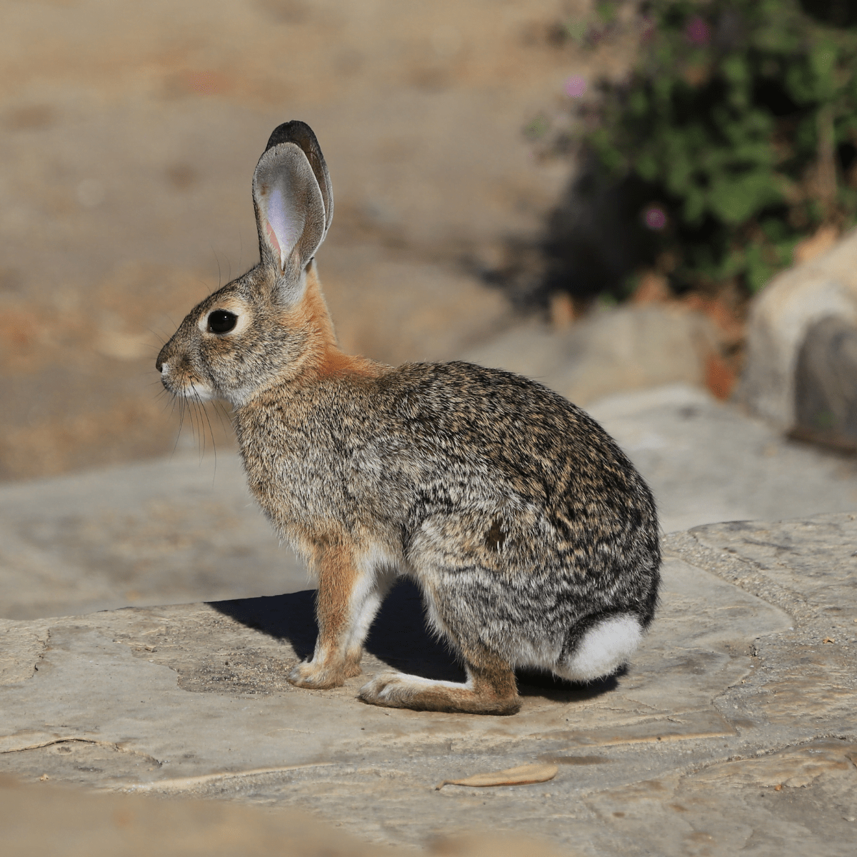 Declining Cotton Tail Rabbit Population in Borrego Springs