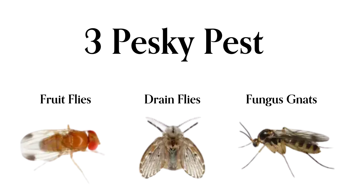 Three types of flies 