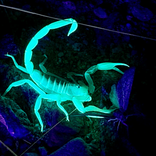 Finding Scorpions with Black Light in Borrego Springs