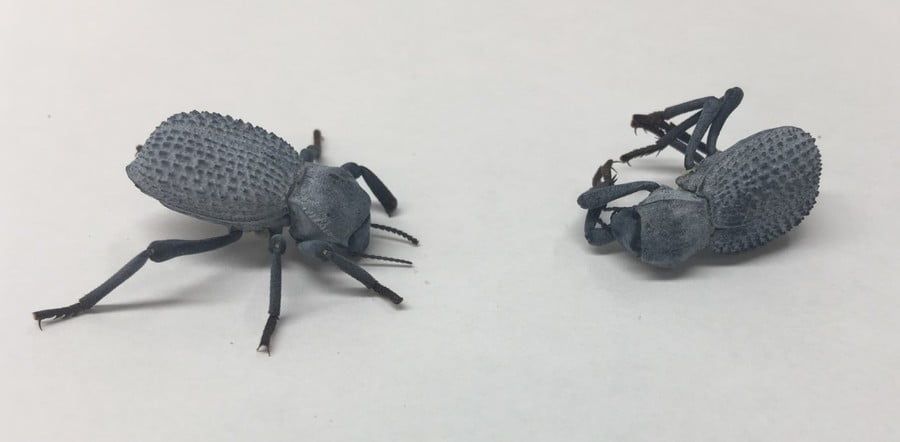Cincinnati Zoo is the first on record to breed the blue feigning-death beetle
This bug can play dead up to 45 minutes