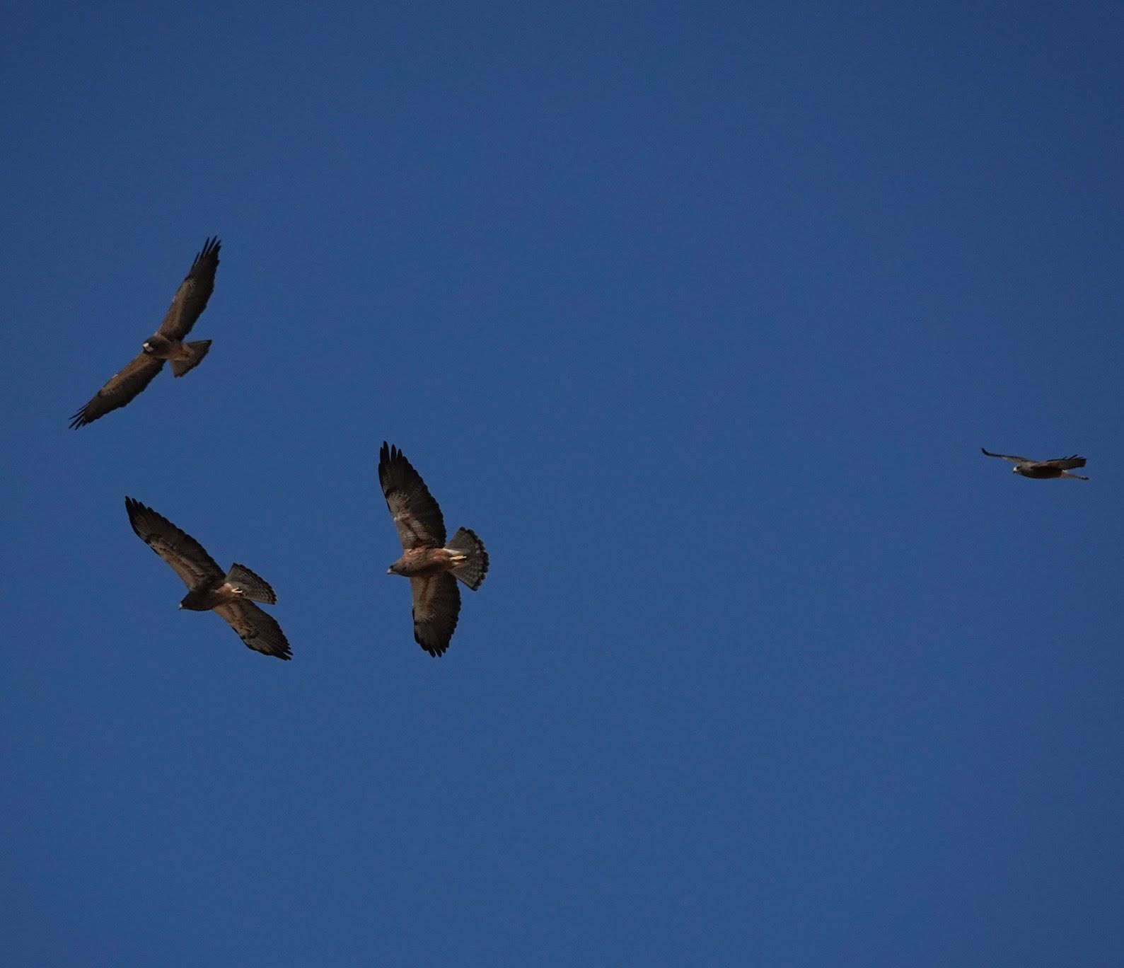 Hawk Alert Borrego Swainson’s hawks roost in Borrego Springs