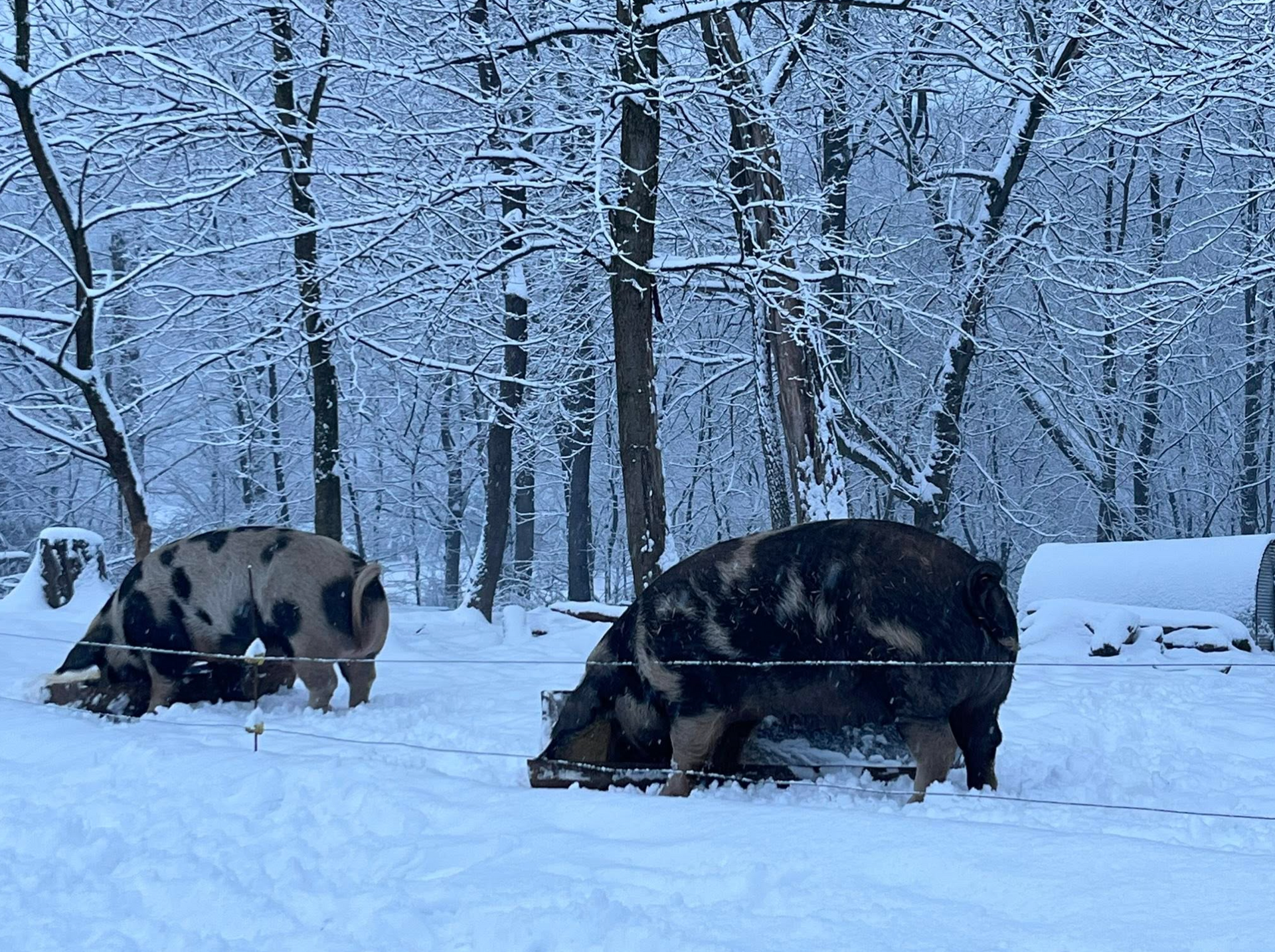 Winter on Glenn Hope Care Farm with pigs resting in the snow.