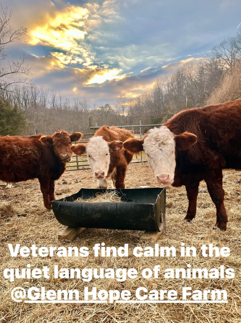 Cows grazing peacefully at Glenn Hope Care Farm, representing calm and connection