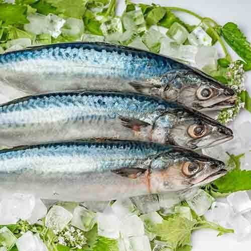 Fish Market in Darwin Darwin Fish Market