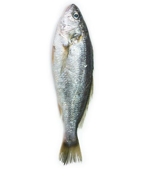 Silver Jewfish — Jew Fish in Darwin, QLD