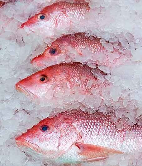 Row of Red Snapper — Snapper in Darwin, QLD