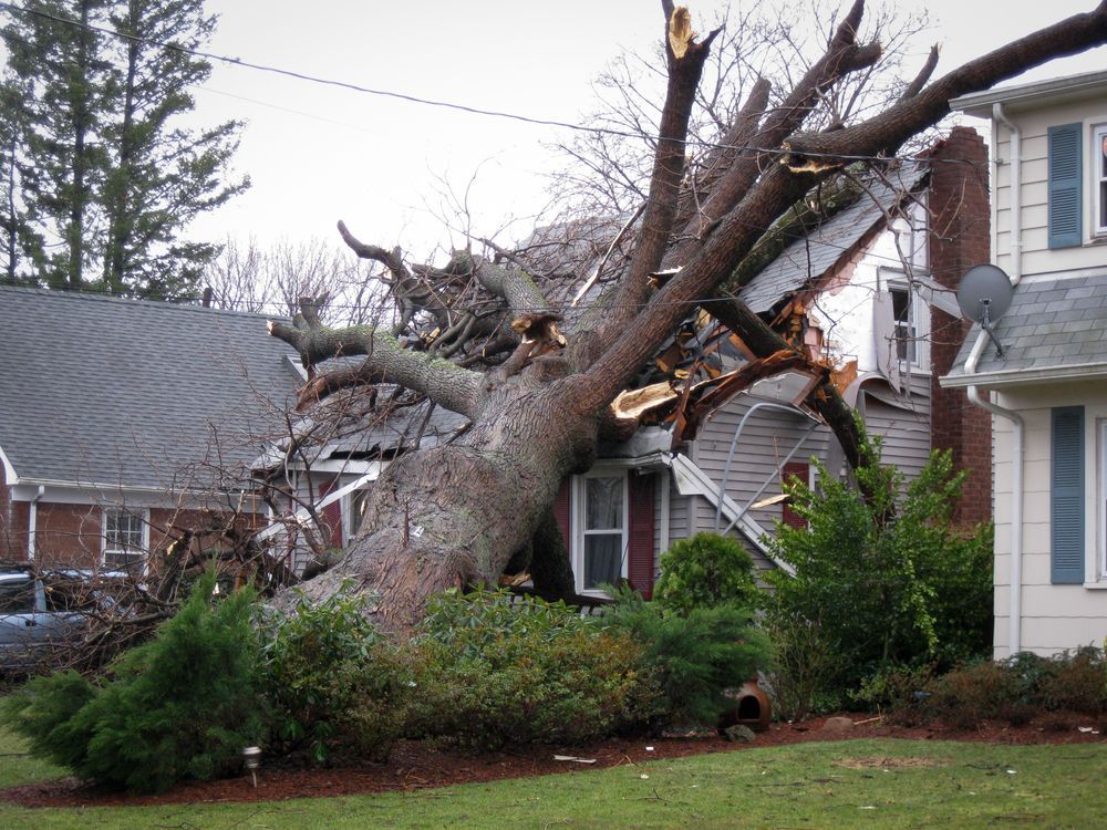 A large tree has fallen on top of a house.