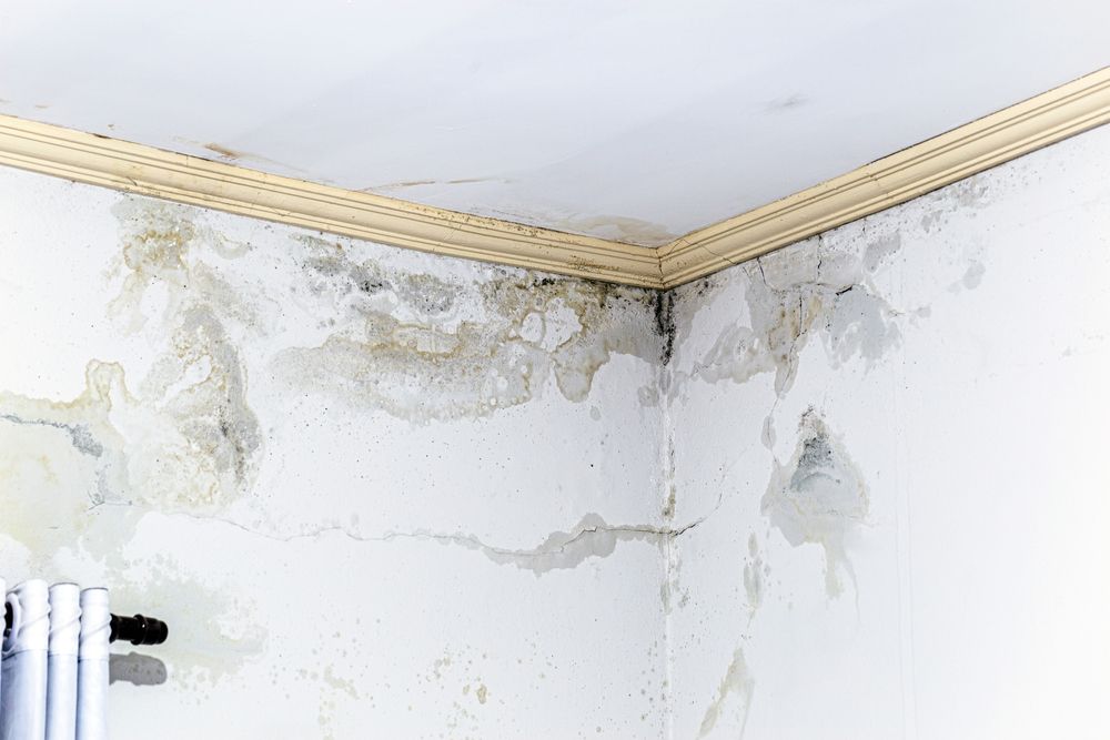 A corner of a room with mold on the walls and ceiling.