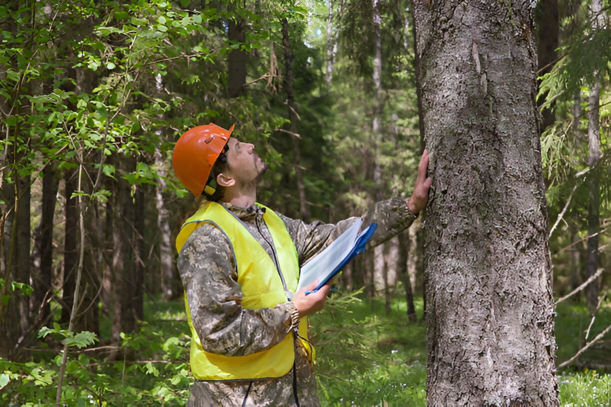 A forest engineer works in the forest