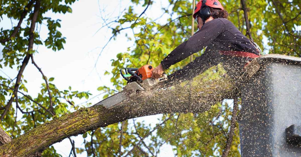 A tree worker in a bucket truck using a chain saw to remove a tree limb. 