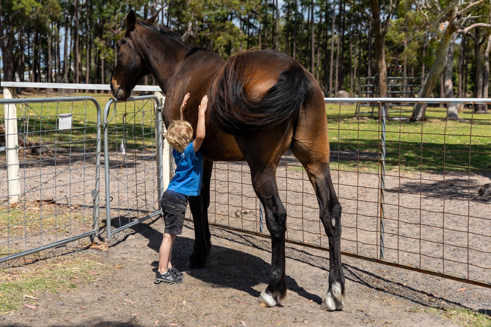 Equine Therapy :: Better Life Ranch