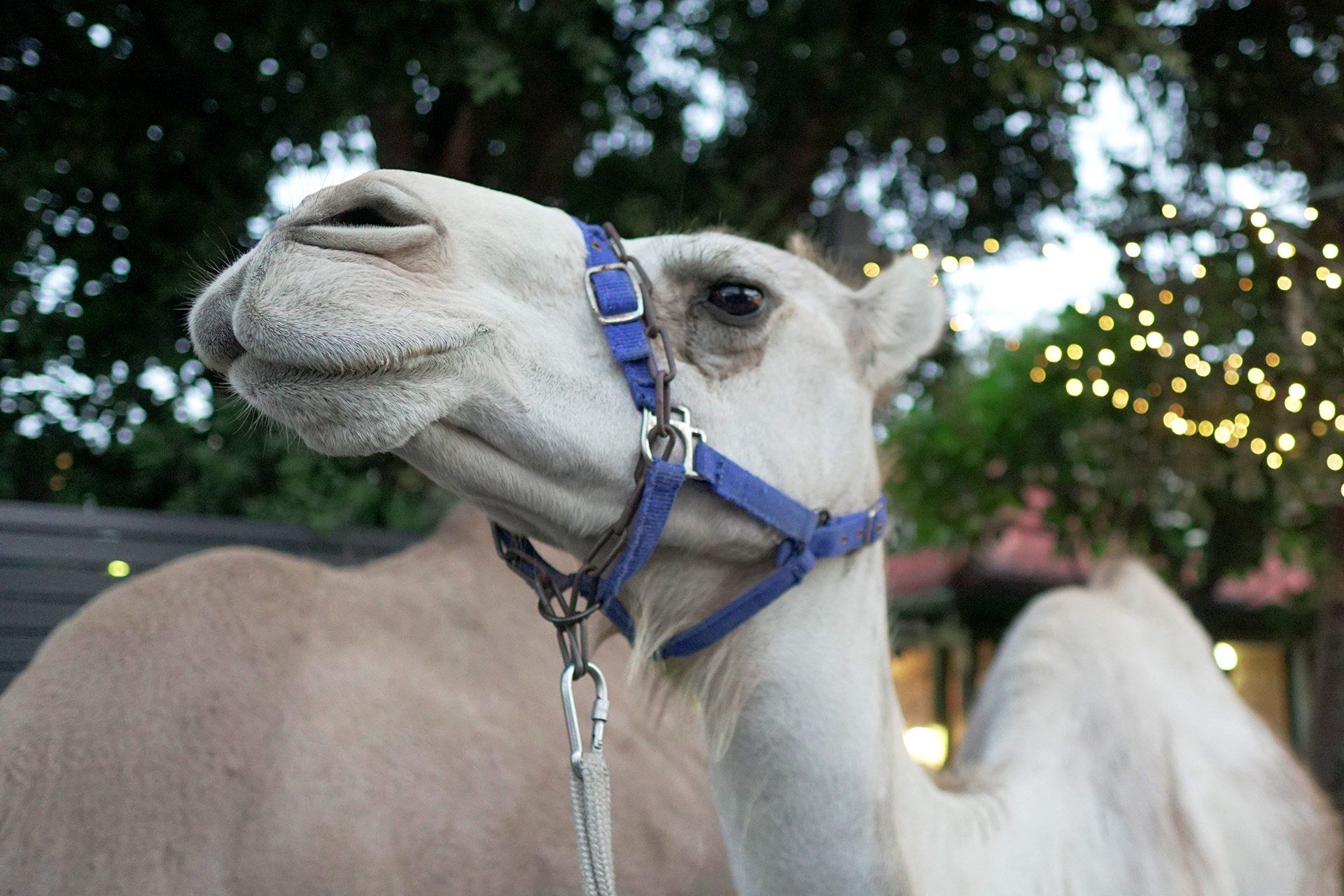 Ghan Hookah Lounge Opening Evening Camels