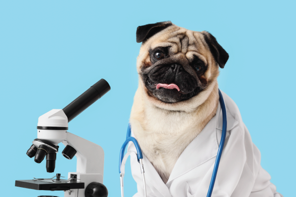 Pug dog wearing a lab coat and stethoscope next to a microscope, on a blue background.